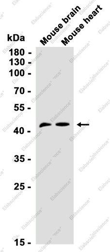 Anti-Recombinant ENO1, clone C112772