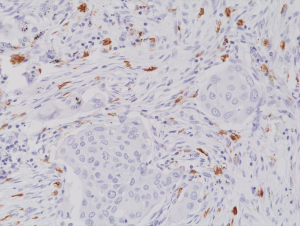 Anti-CD117 (human), Rabbit Monoclonal (RM359)