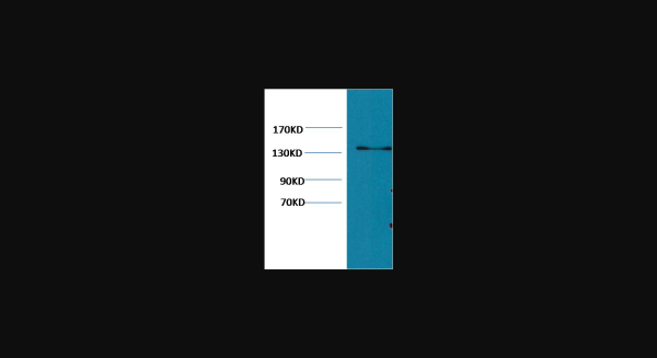 Anti-Collagen III, monoclonal