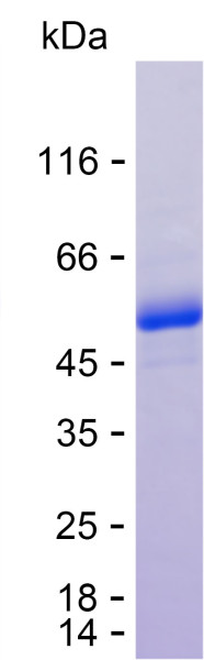 Recombinant Human TMEM52B Protein