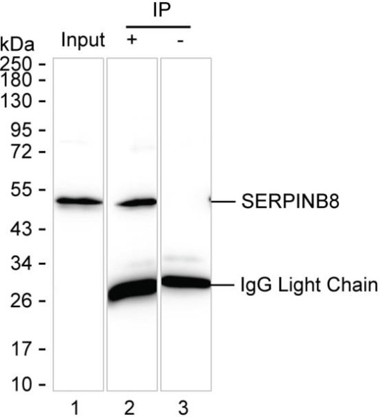 Anti-SERPINB8