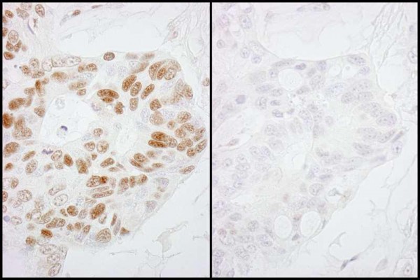 Anti-phospho-RNA Polymerase II (Ser2) (IHC)