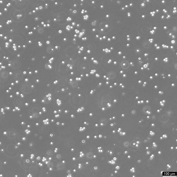 H22 Cells