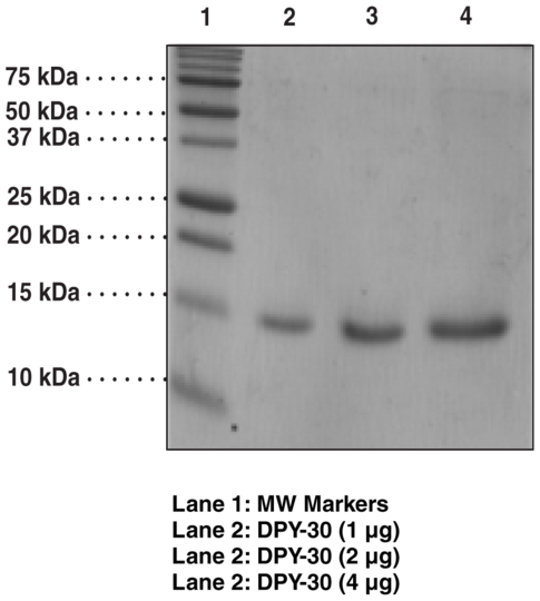 DPY-30 (human recombinant)