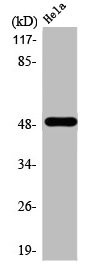 Anti-CHRNA10