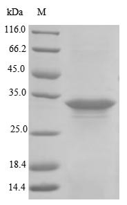 Alpha-hemolysin (hly), Staphylococcus aureus, recombinant