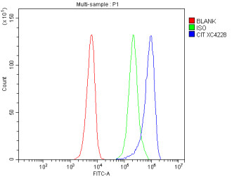 Anti-CIT / Citron Rho-interacting kinase