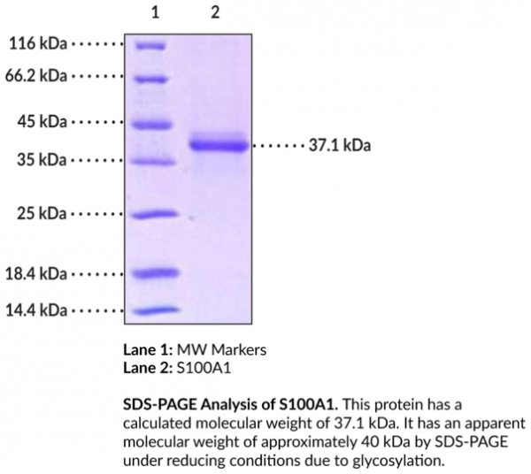 S100A1 (human, recombinant)
