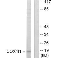 Anti-COX4I1