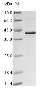 Dehydrin ERD14 (ERD14), Arabidopsis thaliana, recombinant