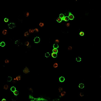 Anti-CD4, clone rC4/206