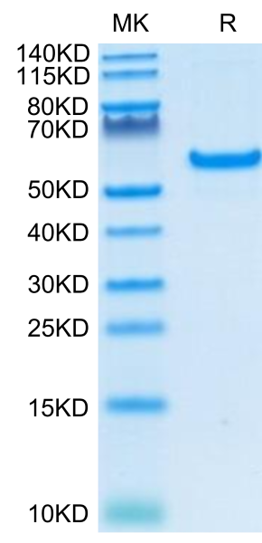 Human CD40/TNFRSF5 Protein