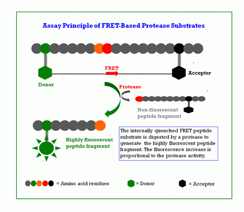 MMP-3 Green(TM) substrate