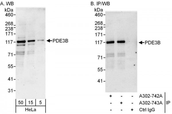 Anti-PDE3B