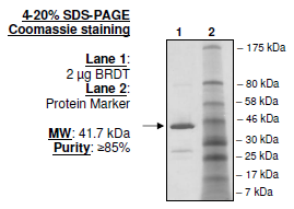 BRDT (257-382), GST-tag, human recombinant protein