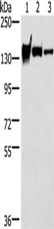 Anti-CDH4