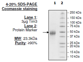 TIM-3, Biotin-labeled, His-tag (Human) HiP(TM)
