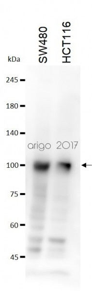 Anti-EZH2, clone 144CT2.1.1.5