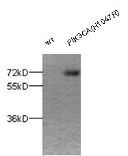 Anti-PIK3CA (H1047R)