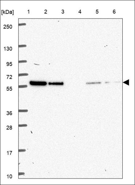 Anti-SNTA1