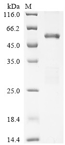 Histone acetyltransferase p300 (Ep300), partial, mouse, recombinant