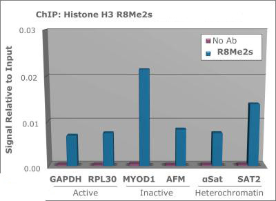 Anti-dimethyl-Histone H3 (Sym-dimethyl Arg8)