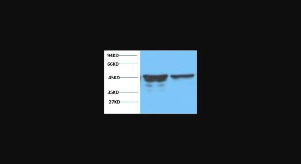 Anti-GFAP, monoclonal