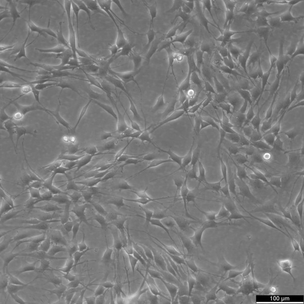 RG2 Cells