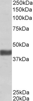 Anti-FBXO32, Internal