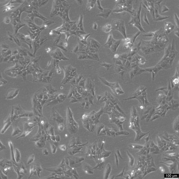 Li-7 Cells