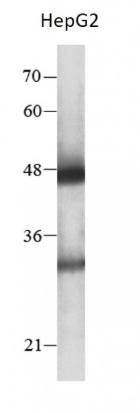 Anti-TFIIH p52
