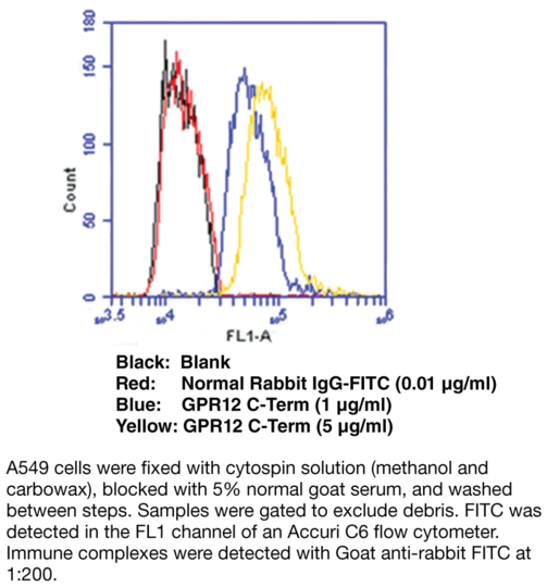 Anti-GPR12 (C-Term)