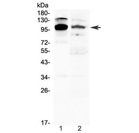 Anti-NFAT2 / NFATC1 (isoforms A/B/C)