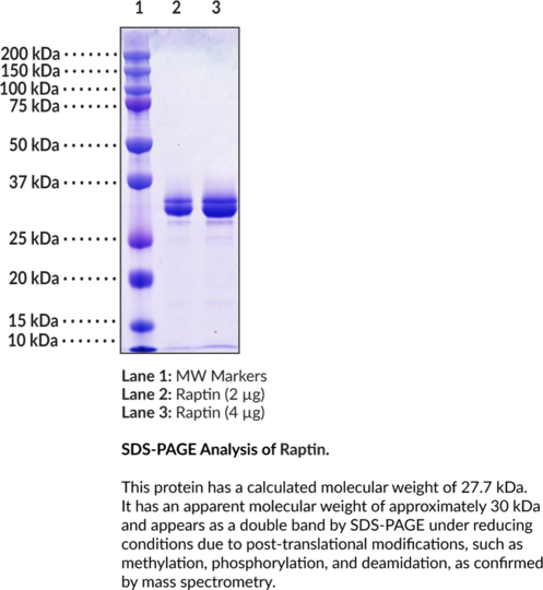 Raptin (human, recombinant)
