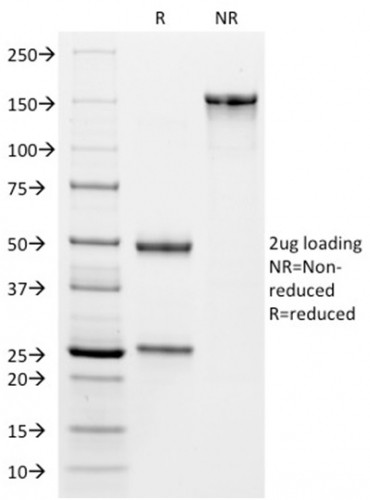 Anti-VISTA / GI24 (Negative Regulator of Immune Response)(VISTA/2864), CF594 conjugate, 0.1mg/mL