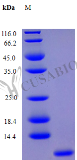 C-X-C motif chemokine 5 protein (CXCL5), partial (Active), human, recombinant