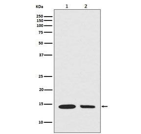 Anti-Hydroxyl-Histone H2A (Tyr39), clone DED-8