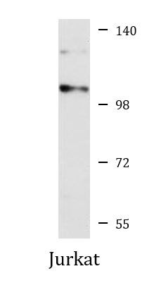 Anti-PTPN22