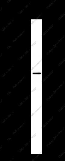 Anti-Recombinant Lyn, clone C171782