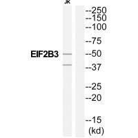 Anti-EIF2B3