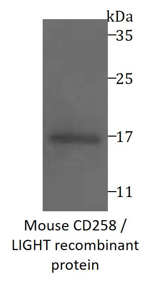 Mouse CD258 / LIGHT recombinant protein (Active) (His-tagged)