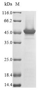 Trifunctional enzyme subunit alpha, mitochondrial (Hadha),partial, mouse, recombinant