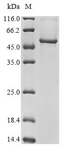 EF-hand calcium-binding domain-containing protein 4A (CRACR2B), human, recombinant
