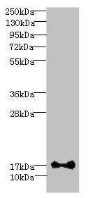 Anti-ISCA2