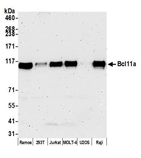 Anti-Bcl11a Recombinant Monoclonal