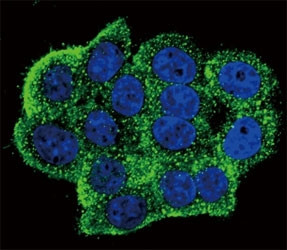 Anti-phospho-TERT (Tyr707)