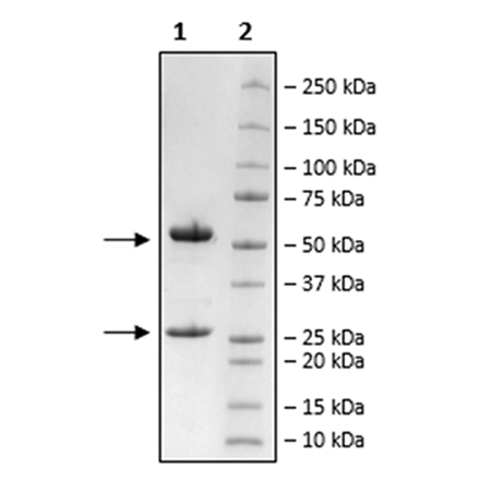 Anti-IL-31Ra Antibody