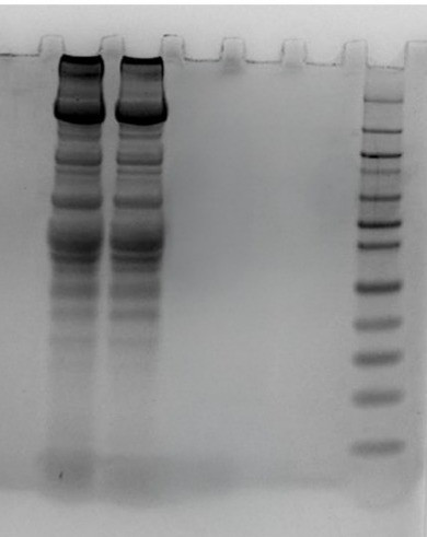 ReadiPrep(TM) Tissue Protein Extraction Buffer