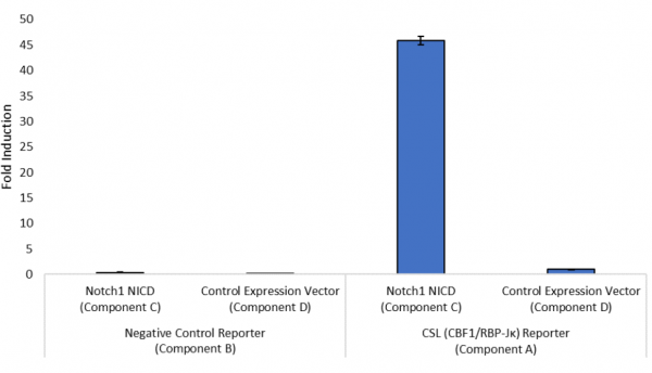 Notch1 NICD Pathway Reporter Kit (Mouse)
