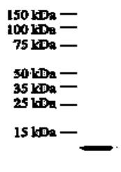 Anti-IL8, clone I8-60